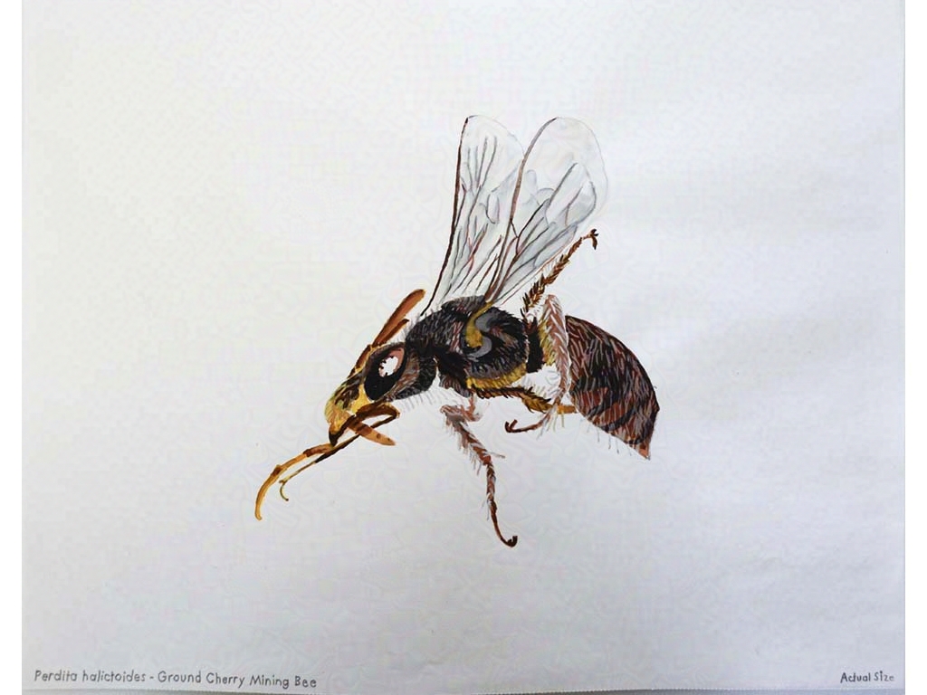 bee speciment